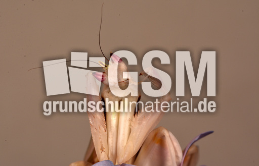 Orchideenmantis (13).jpg